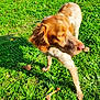 dog, canine, grass, outdoor, bone, pet, animal, sunlight, nature, mammal, fur, brown, green, daylight, leaf, park, snout, ears, ground, walking