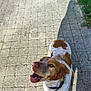 dog, brown, white, collar, outdoor, sunlight, shadow, cobblestone, path, grass, pet, canine, looking_up, happy, animal, walking, daylight, ears, mouth_open, fur