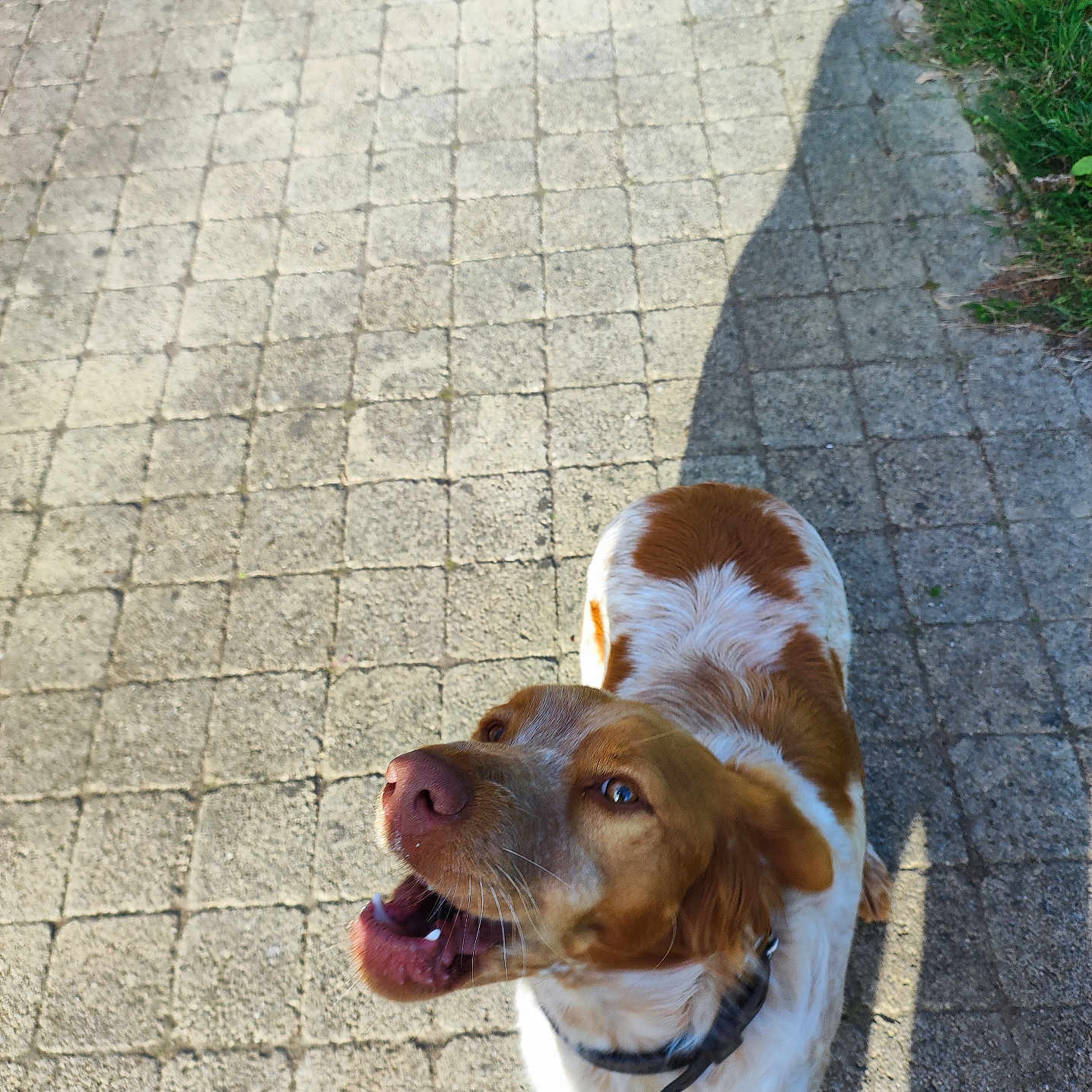 Venus participe au concours pour gagner de l'argent avec cette photo : animal, brown, canine, cobblestone, collar, daylight, dog, ears, fur, grass, happy, looking_up, mouth_open, outdoor, path, pet, shadow, sunlight, walking, white