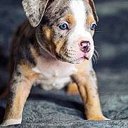 Bando is registered to the contest to win money with this photo: puppy, dog, blue_eyes, close_up, young, fur, brown_fur, white_fur, black_fur, standing, pet, cute, animal, mammal, portrait, soft_surface, indoor, focused, looking_away, adorable