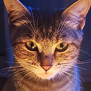 Tokyo participe au concours pour gagner de l'argent avec cette photo : cat, tabby, close_up, portrait, whiskers, yellow_eyes, striped_fur, feline, animal, pet, curious, indoor, soft_light, warm_light, face, ears, nose, fur, domestic_cat, mammal