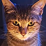 cat, tabby, close_up, portrait, whiskers, yellow_eyes, striped_fur, feline, animal, pet, curious, indoor, soft_light, warm_light, face, ears, nose, fur, domestic_cat, mammal