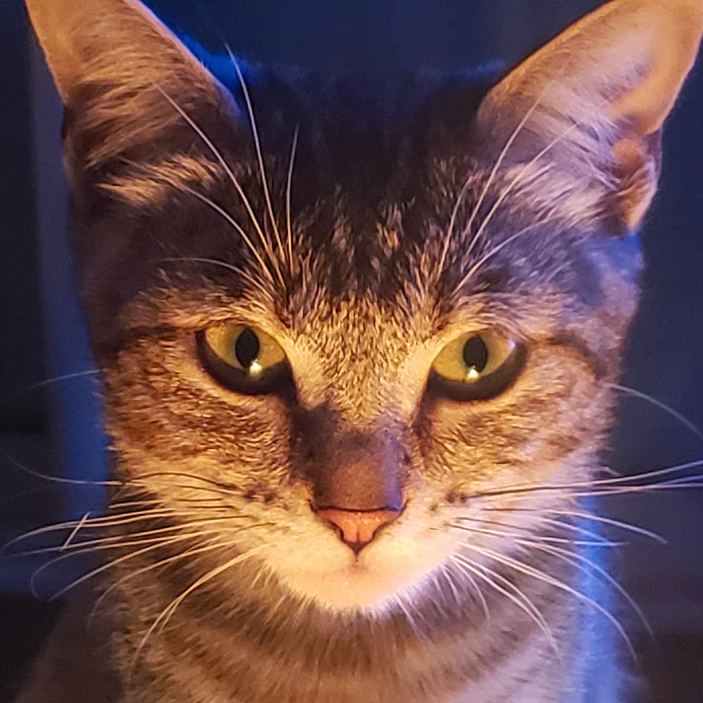 Tokyo participe au concours pour gagner de l'argent avec cette photo : animal, cat, close_up, curious, domestic_cat, ears, face, feline, fur, indoor, mammal, nose, pet, portrait, soft_light, striped_fur, tabby, warm_light, whiskers, yellow_eyes