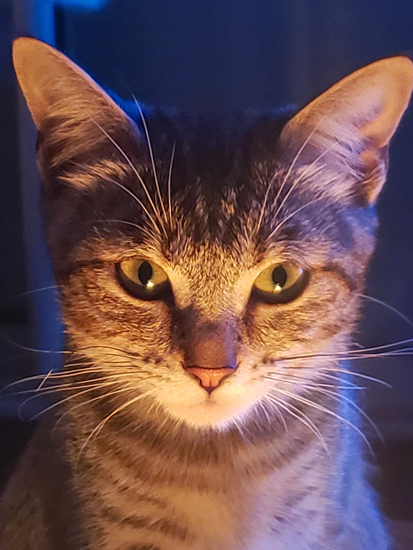 Tokyo participe au concours pour gagner de l'argent avec cette photo : cat, tabby, close_up, portrait, whiskers, yellow_eyes, striped_fur, feline, animal, pet, curious, indoor, soft_light, warm_light, face, ears, nose, fur, domestic_cat, mammal