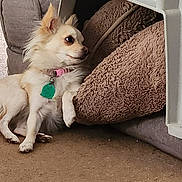 Willow is registered to the contest to win money with this photo: dog, small_dog, fluffy, collar, tag, carpet, cushion, blanket, plastic_crate, indoor, pet, animal, resting, side_view, fur, cute, home, cozy, looking_away, relaxed