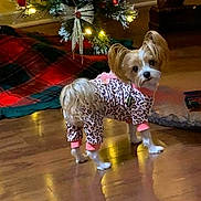 Zoe is registered to the contest to win money with this photo: animal, christmas_tree, clothing, cozy, curious, cute, dog, festive, floor, holiday_decor, indoor, leopard_print, lights, onesie, ornament, pet, plaid, small_dog, tree_skirt, wooden_floor