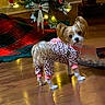 animal, christmas_tree, clothing, cozy, curious, cute, dog, festive, floor, holiday_decor, indoor, leopard_print, lights, onesie, ornament, pet, plaid, small_dog, tree_skirt, wooden_floor