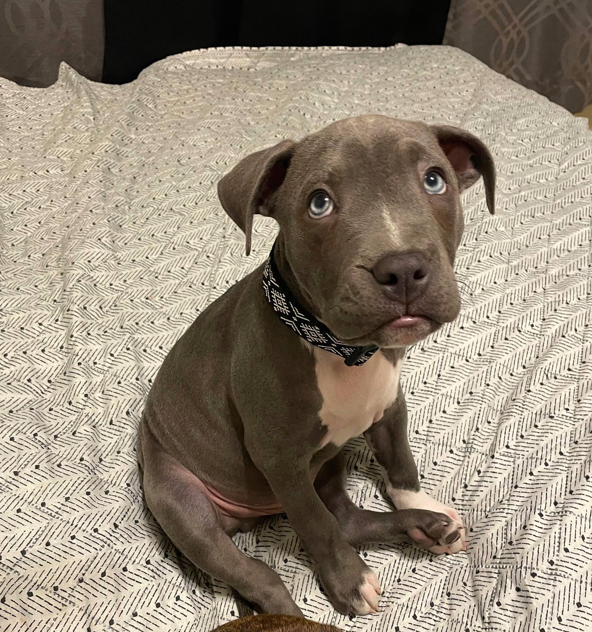 Cyrus joined the competition — help win amazing prizes! borador, canidae, carnivore, collar, comfort, companion_dog, dog, dog_breed, dog_collar, eye, fawn, fur, liver, non_sporting_group, pet_supply, snout, sporting_group, terrestrial_animal, whiskers, working_animal