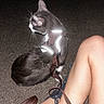 Upsy a rejoint le concours — aidez-le/la à gagner de superbes lots ! cat, reflective_harness, leash, night, asphalt, person, legs, tattoo, pet, animal, outdoor, dark, sitting, fur, whiskers, pavement, human, skin, closeup, resting