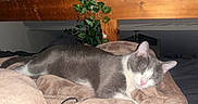Upsy participe au concours pour gagner de l'argent avec cette photo : cat, sleeping, gray_cat, white_cat, blanket, bed, wooden_bed_frame, indoor, pet, resting, feline, cozy, fur, animal, peaceful, green_leaves, soft_texture, home, nap, relaxation