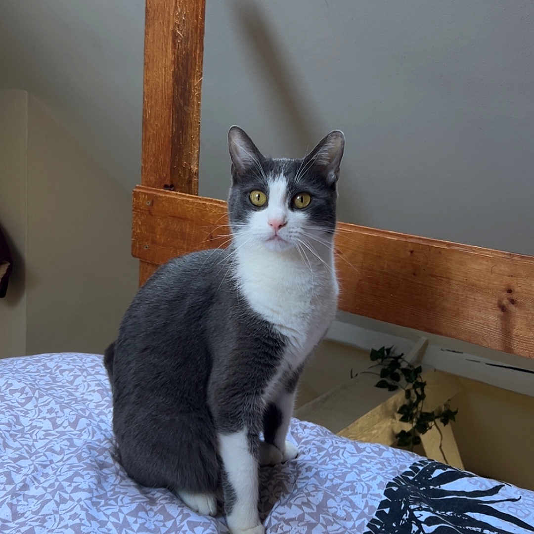 Upsy participe au concours pour gagner de l'argent avec cette photo : cat, tuxedo_cat, bedspread, patterned, wooden_headboard, indoor, attic_room, plant, yellow_eyes, fur, pet, animal, feline, sitting, curious, cozy, natural_light, quiet, resting_place, home