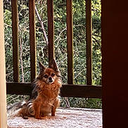 Luigi joined the competition — help win amazing prizes! alert, animal, black_fur, brown_fur, calm, daylight, dog, ears_up, long_hair, nature, outdoor, pet, porch, rug, sitting, small_dog, trees, white_fur, wooden_floor, wooden_railing