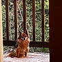 alert, animal, black_fur, brown_fur, calm, daylight, dog, ears_up, long_hair, nature, outdoor, pet, porch, rug, sitting, small_dog, trees, white_fur, wooden_floor, wooden_railing