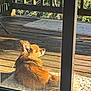 Luigi joined the competition — help win amazing prizes! animal, calm, cozy, daylight, dog, furry, glass_door, home, nature, outdoor, peaceful, pet, relaxing, resting, rug, small_dog, sunlight, sunny, window, wooden_deck