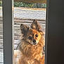 Luigi joined the competition — help win amazing prizes! animal, canine, curious, dog, door, ears, fluffy, fur, home, indoor, looking, nature, outdoor, pet, portrait, rug, small_dog, sunlight, window, wooden_deck