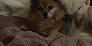 Luigi joined the competition — help win amazing prizes! animal, bed, blanket, brown, comfort, cozy, cute, dog, ears, fur, fur_texture, indoor, pet, pillow, relaxed, resting, sleepy, small_dog, snuggled, tan