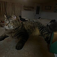 Bonnie is registered to the contest to win money with this photo: cat, tabby, indoor, feline, pet, animal, fur, whiskers, tail, box, countertop, curtains, sofa, living_room, domestic, relaxed, mammal, household, quiet, dim_light