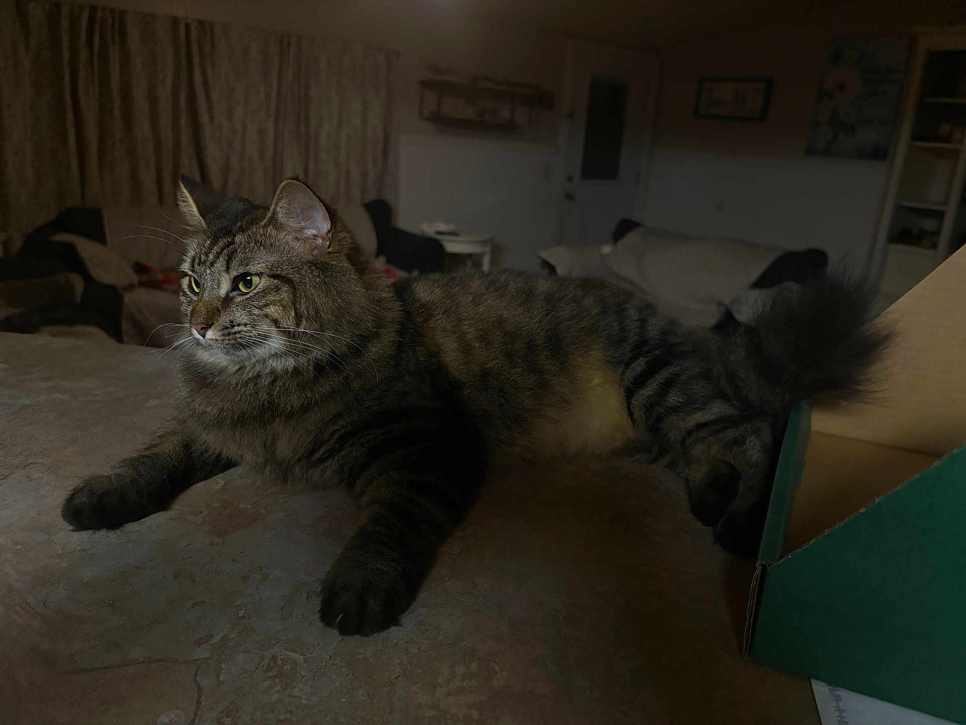 Bonnie