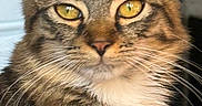 Gargamel joined the competition — help win amazing prizes! cat, tabby, fluffy, long_hair, golden_eyes, whiskers, pet, animal, portrait, close_up, face, head, feline, brown_fur, striped_fur, indoors, alert, looking_at_camera, cute, photography