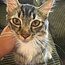 Gargamel joined the competition — help win amazing prizes! cat, tabby, pet, animal, portrait, close_up, whiskers, ears, eyes, face, fur, striped, white_chest, white_paws, sitting, blanket, couch, indoor, human_hand, cute