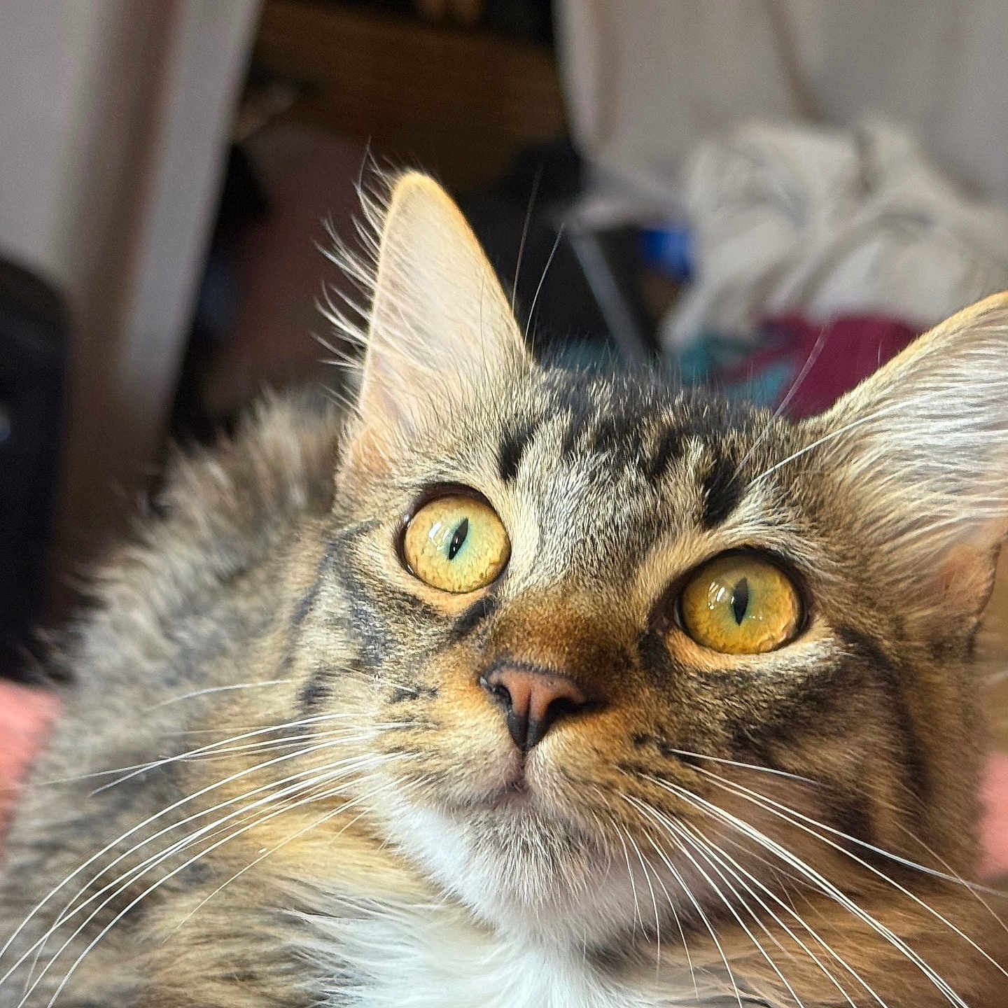 Gargamel joined the competition — help win amazing prizes! cat, tabby, pet, animal, close_up, portrait, golden_eyes, whiskers, furry, fluffy, ears, face, indoors, home, cozy, brown, gray, looking_at_camera, alert, photography