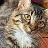 Gargamel is registered to the contest to win money with this photo: cat, tabby, fluffy, fur, whiskers, golden_eyes, close_up, portrait, pet, animal, mammal, domestic_cat, long_hair, striped_fur, white_chest, indoors, couch, relaxed, alert, photography
