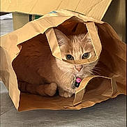 Pousse a rejoint le concours — aidez-le/la à gagner de superbes lots ! cat, paper_bag, brown, curious, indoor, pet, collar, bells, floor, hiding, animal, feline, cute, playful, ears, whiskers, eyes, domestic, resting, shadow