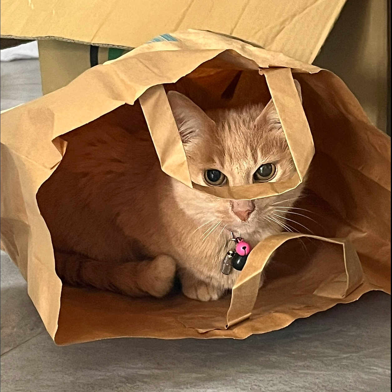 Pousse a rejoint le concours — aidez-le/la à gagner de superbes lots ! animal, bells, brown, cat, collar, curious, cute, domestic, ears, eyes, feline, floor, hiding, indoor, paper_bag, pet, playful, resting, shadow, whiskers