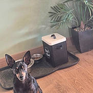 Django participe au concours pour gagner de l'argent avec cette photo : dog, small_dog, indoor, wooden_floor, feeding_station, pet_food_bowl, container, potted_plant, green_leaves, plant_pot, animal, pet, canine, ears_up, sitting, looking_at_camera, flooring, domestic_animal, cute, companion