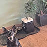 dog, small_dog, indoor, wooden_floor, feeding_station, pet_food_bowl, container, potted_plant, green_leaves, plant_pot, animal, pet, canine, ears_up, sitting, looking_at_camera, flooring, domestic_animal, cute, companion
