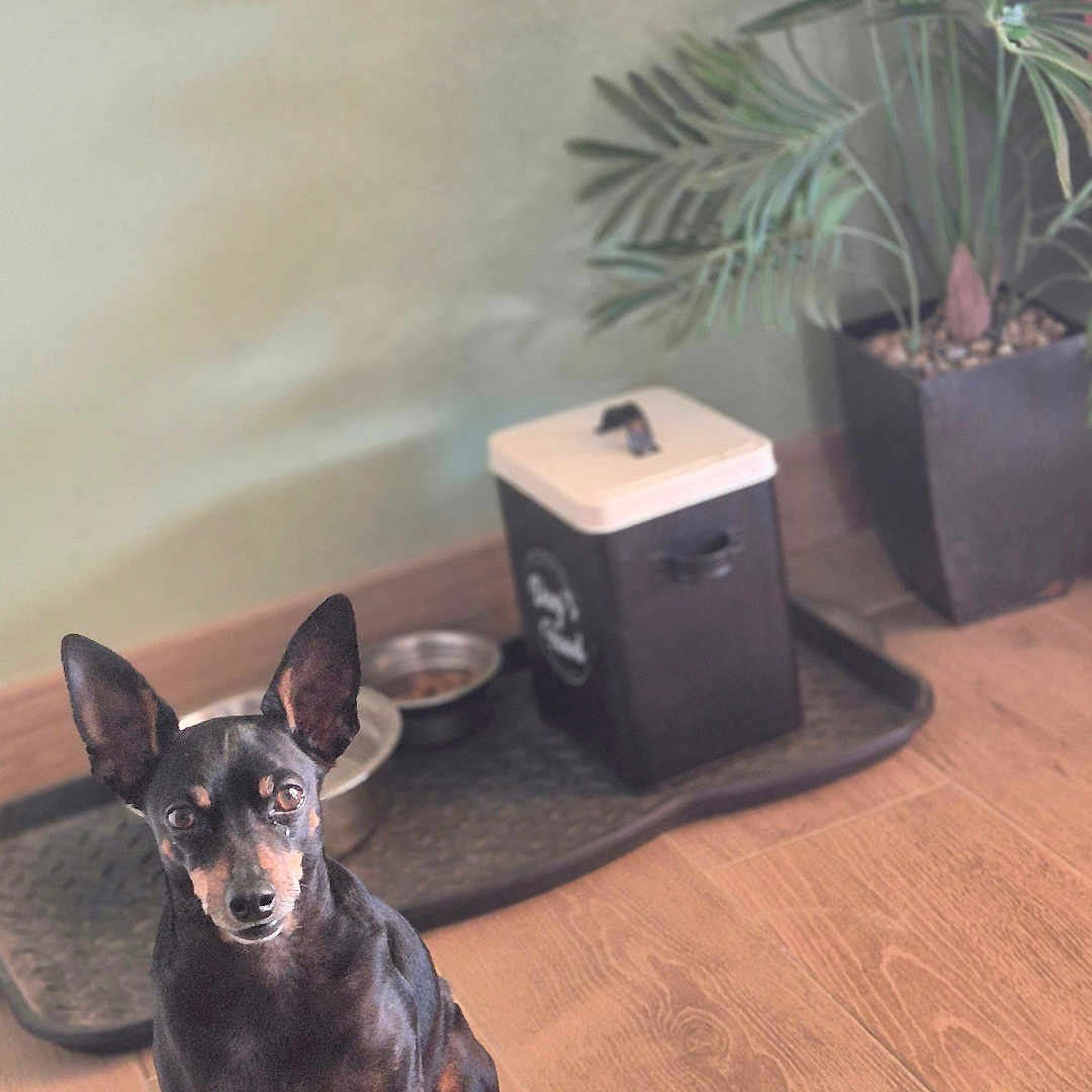 Django participe au concours pour gagner de l'argent avec cette photo : dog, small_dog, indoor, wooden_floor, feeding_station, pet_food_bowl, container, potted_plant, green_leaves, plant_pot, animal, pet, canine, ears_up, sitting, looking_at_camera, flooring, domestic_animal, cute, companion