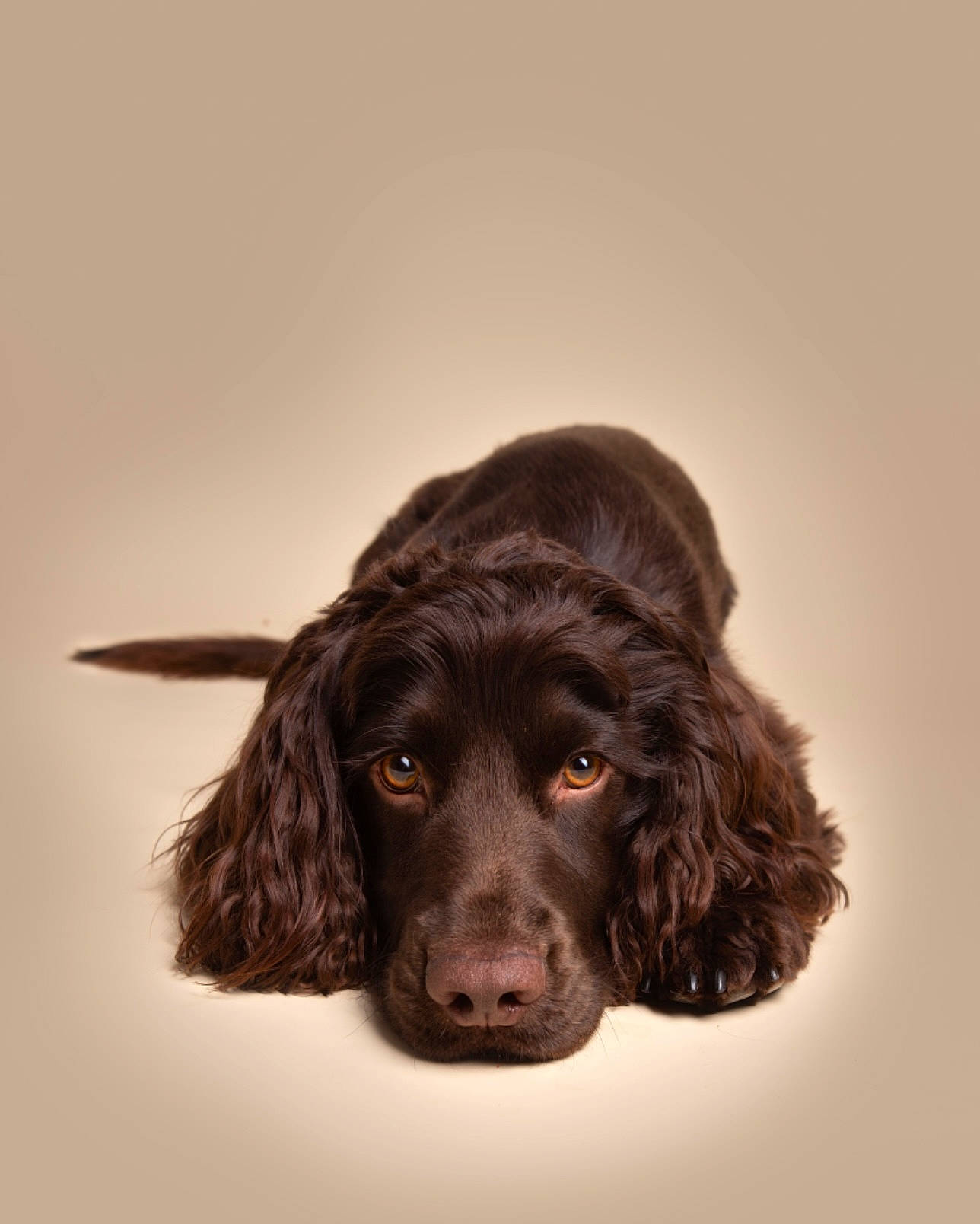 Ronnie joined the competition — help win amazing prizes! carnivore, companion_dog, dog, dog_breed, ear, fur, gun_dog, liver, retriever, spaniel, sporting_group, whiskers, working_animal