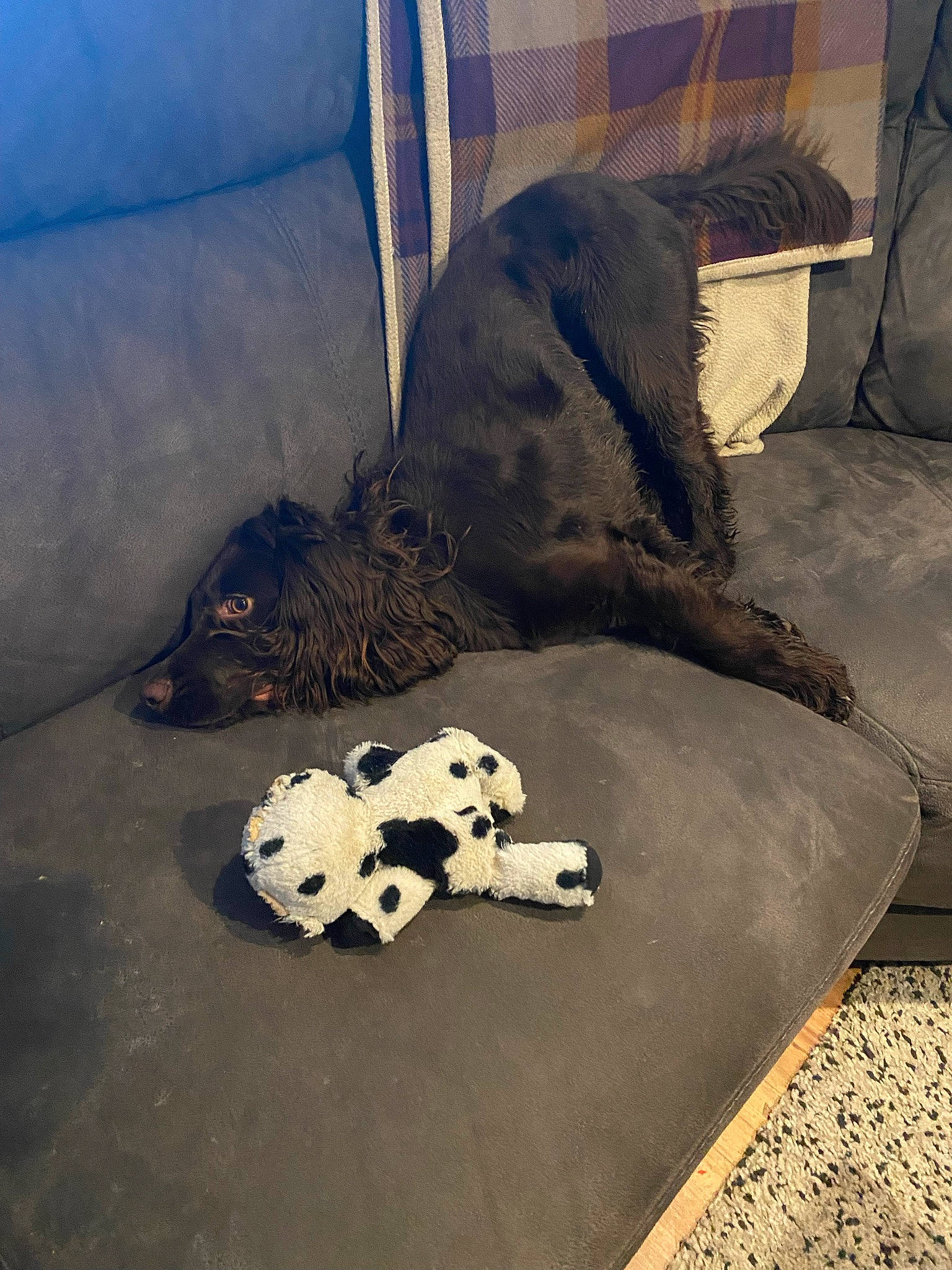 Ronnie joined the competition — help win amazing prizes! carnivore, comfort, companion_dog, couch, dog, dog_breed, fawn, floor, flooring, fur, grey, hardwood, living_room, pattern, room, sporting_group, studio_couch, tints_and_shades, wood, working_animal