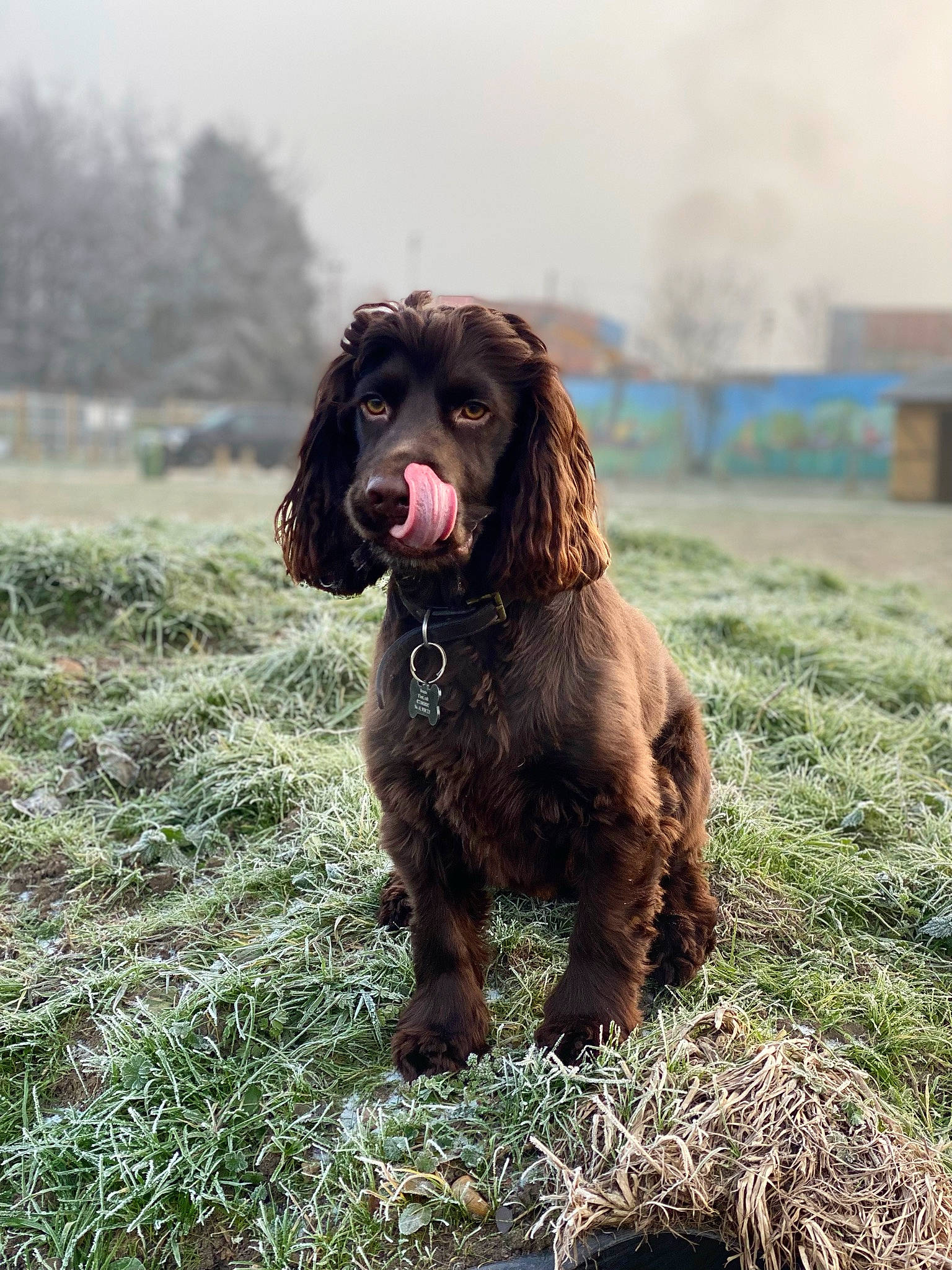 Ronnie joined the competition — help win amazing prizes! biting, canidae, carnivore, companion_dog, dog, dog_breed, fur, grass, gun_dog, hunting_dog, liver, plant, sky, snout, spaniel, sporting_group, tail, terrestrial_animal, working_animal, working_dog