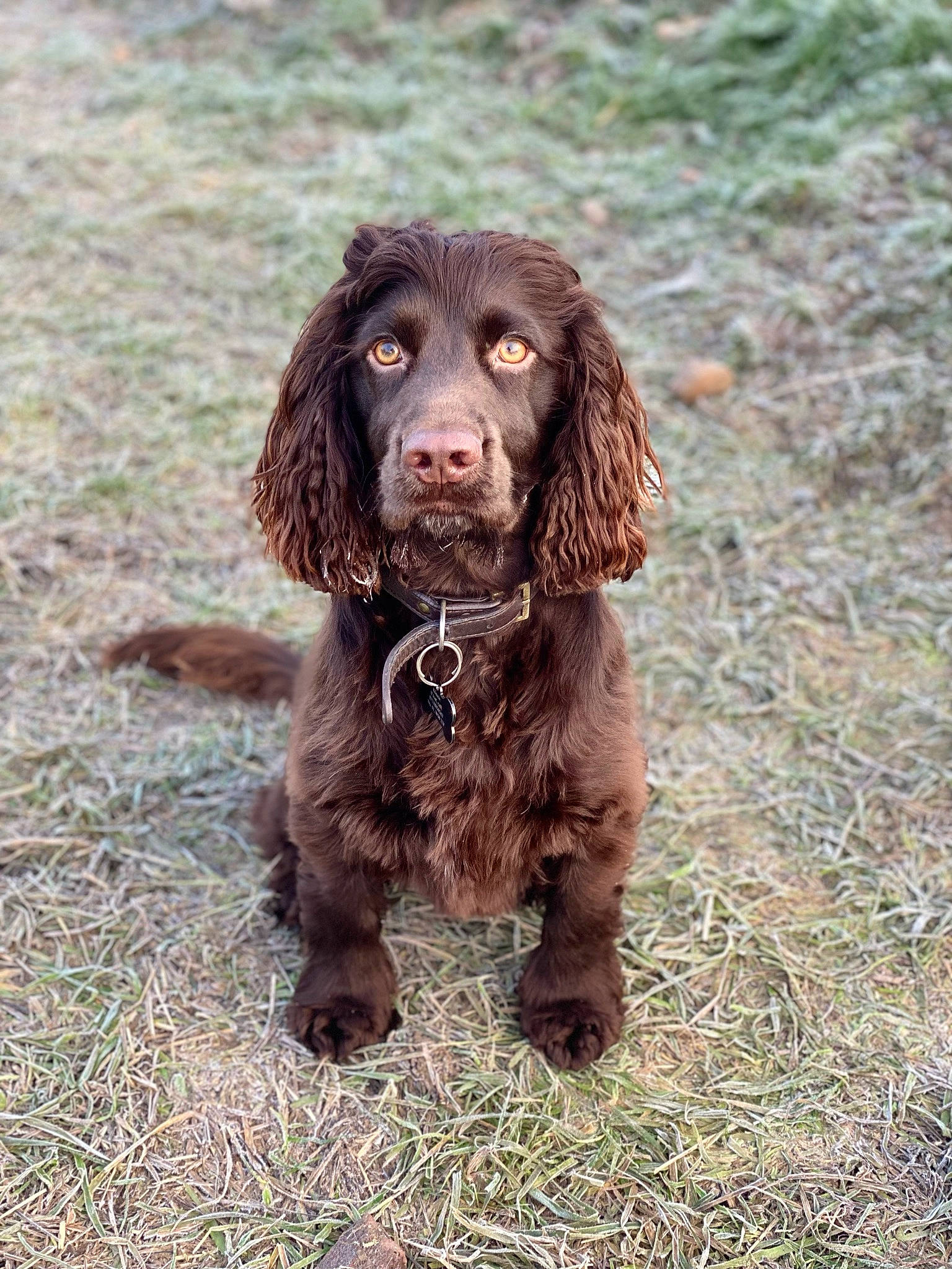 Ronnie joined the competition — help win amazing prizes! biting, canidae, carnivore, companion_dog, dog, dog_breed, event, fur, grass, gun_dog, hunting_dog, liver, snout, spaniel, sporting_group, terrestrial_animal, water_dog, working_animal
