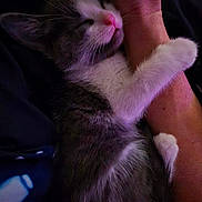 Nimbus is registered to the contest to win money with this photo: kitten, cat, sleeping, hugging, arm, person, closeup, fur, pink_nose, whiskers, resting, cozy, indoor, pet, cute, soft, animal, comfort, trust, dark_background