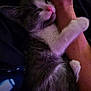 kitten, cat, sleeping, hugging, arm, person, closeup, fur, pink_nose, whiskers, resting, cozy, indoor, pet, cute, soft, animal, comfort, trust, dark_background