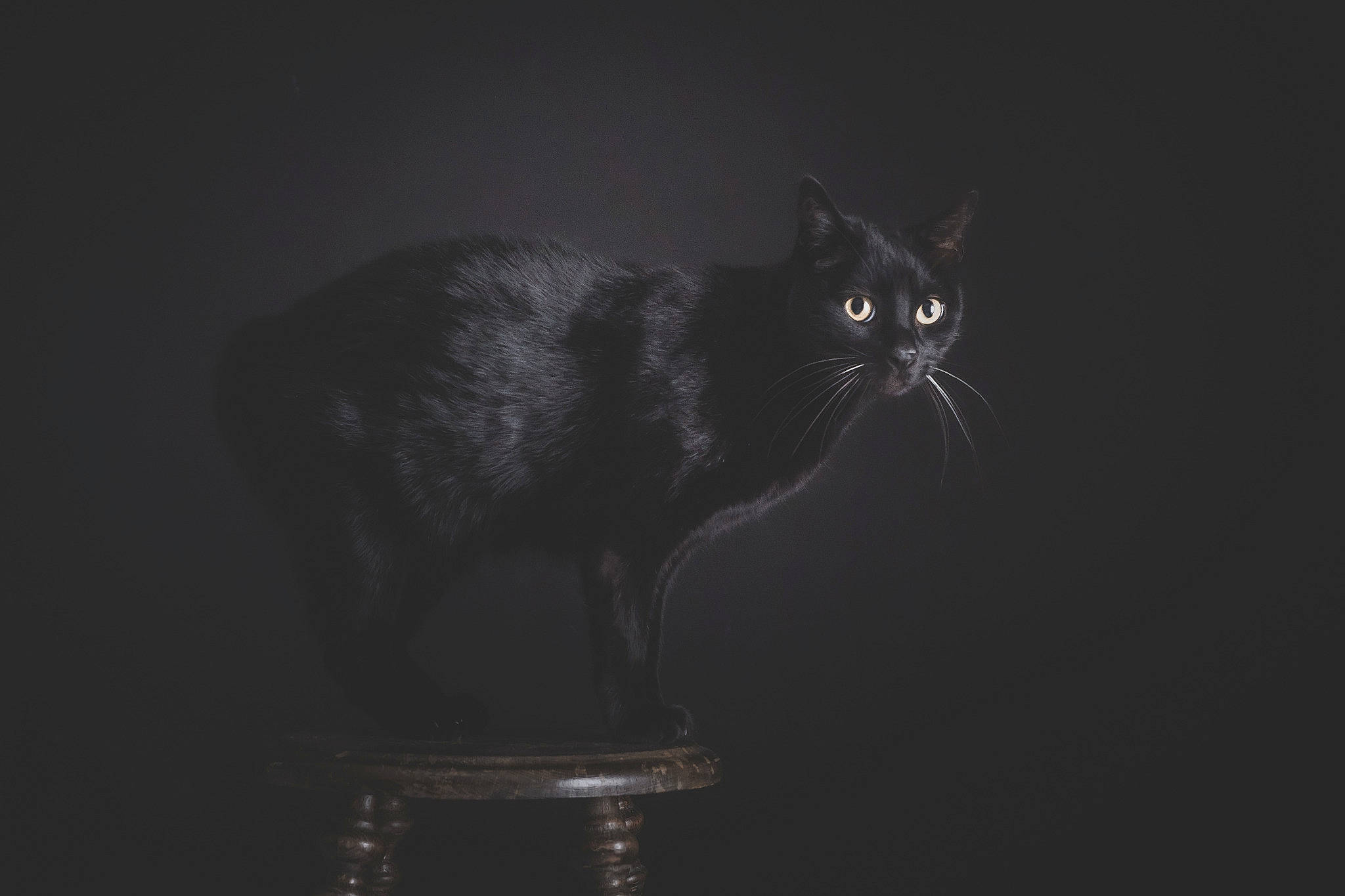 Mamour participe au concours pour gagner de l'argent avec cette photo : black_cat, bombay, carnivore, cat, darkness, domestic_short_haired_cat, felidae, flash_photography, fur, light_fixture, monochrome, monochrome_photography, night, shadow, small_to_medium_sized_cats, snout, still_life_photography, tail, terrestrial_animal, whiskers