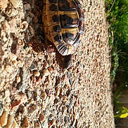 Burrinos a rejoint le concours — aidez-le/la à gagner de superbes lots ! adaptation, insect, invertebrate, organism, pest, plant, terrestrial_animal, trunk