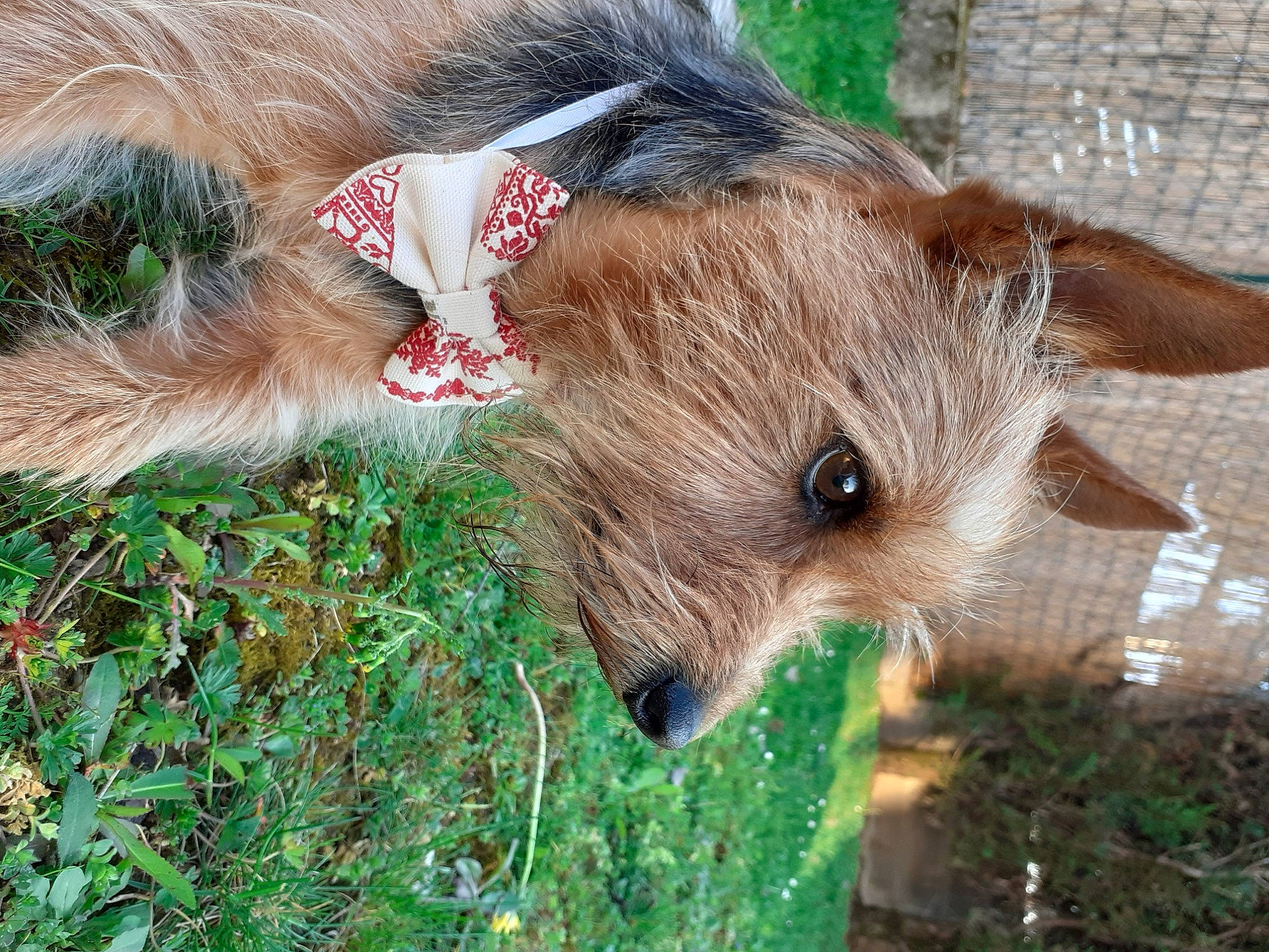 Milka participe au concours pour gagner de l'argent avec cette photo : cairn_terrier, canidae, carnivore, dog, dog_breed, ear, fawn, glen_of_imaal_terrier, mammal, norwich_terrier, puppy, terrier, yorkshire_terrier