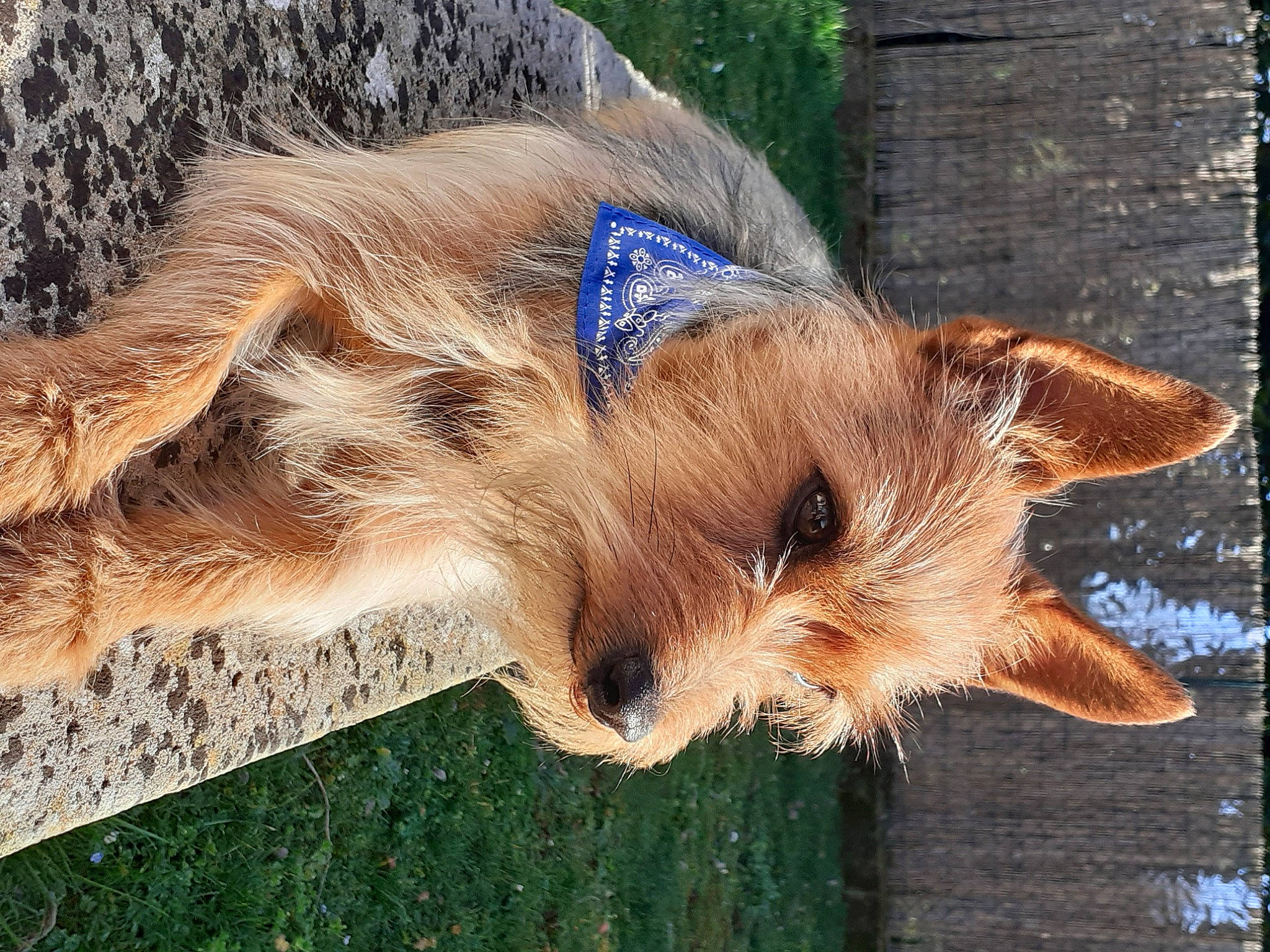 Milka participe au concours pour gagner de l'argent avec cette photo : australian_terrier, berger_picard, cairn_terrier, canidae, carnivore, dog, dog_breed, fawn, mammal, norwich_terrier, small_terrier, snout, sporting_group, terrier, vertebrate, yorkshire_terrier