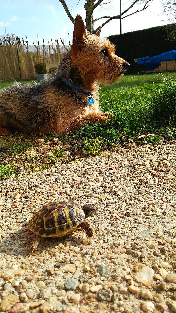 Milka participe au concours pour gagner de l'argent avec cette photo : australian_silky_terrier, australian_terrier, box_turtle, cairn_terrier, canidae, carnivore, common_snapping_turtle, dog, dog_breed, grass, norwich_terrier, pond_turtle, reptile, small_terrier, terrestrial_animal, terrier, tortoise, turtle, vertebrate, yorkshire_terrier