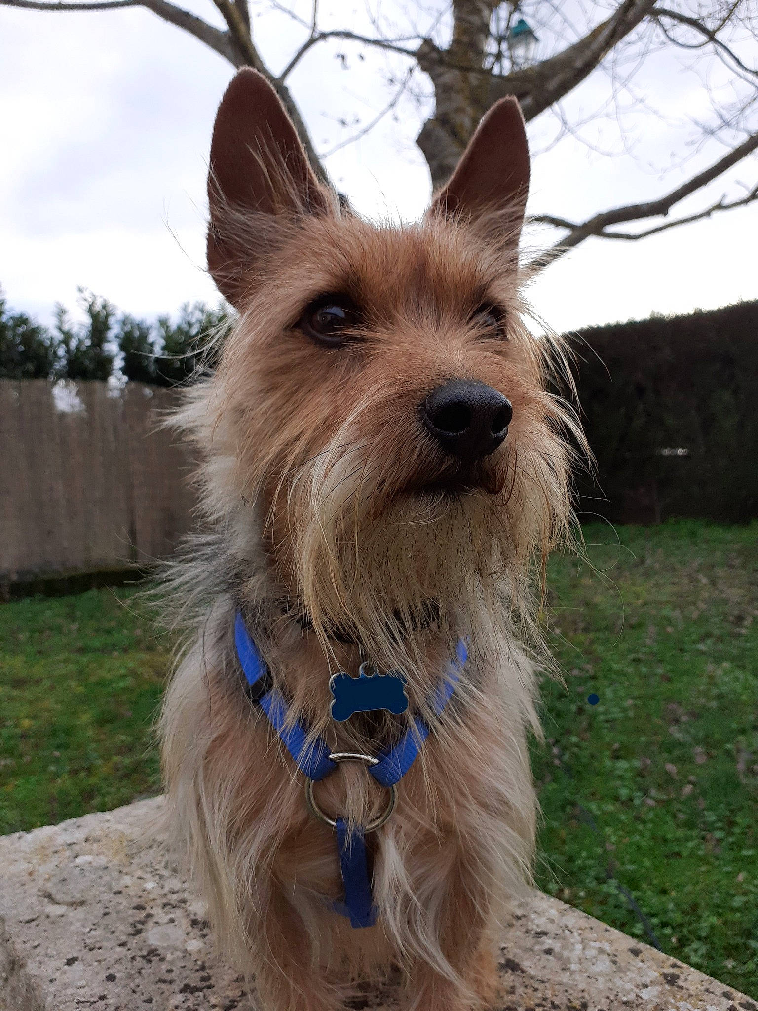 Milka a rejoint le concours — aidez-le/la à gagner de superbes lots ! australian_silky_terrier, australian_terrier, berger_picard, cairn_terrier, canidae, carnivore, companion_dog, dog, dog_breed, mammal, norwich_terrier, rare_breed_dog, snout, terrier, vertebrate