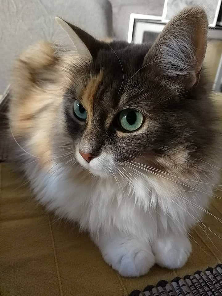 Barbouille a rejoint le concours — aidez-le/la à gagner de superbes lots ! aegean_cat, asian, asian_semi_longhair, british_semi_longhair, carnivore, cat, domestic_long_haired_cat, domestic_short_haired_cat, eye, felidae, kitten, mammal, napoleon_cat, norwegian_forest_cat, ragamuffin, ragdoll, siberian, small_to_medium_sized_cats, vertebrate, whiskers