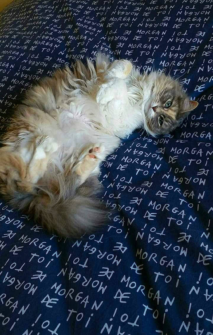 Barbouille a rejoint le concours — aidez-le/la à gagner de superbes lots ! american_curl, carnivore, cat, domestic_long_haired_cat, felidae, fur, kitten, nap, norwegian_forest_cat, persian, polydactyl_cat, ragamuffin, siberian, sleep, small_to_medium_sized_cats, whiskers