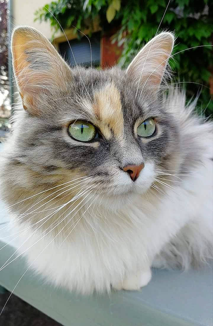 Barbouille a rejoint le concours — aidez-le/la à gagner de superbes lots ! aegean_cat, asian_semi_longhair, carnivore, cat, domestic_long_haired_cat, domestic_short_haired_cat, european_shorthair, felidae, fur, kitten, maine_coon, mammal, norwegian_forest_cat, ragamuffin, ragdoll, siberian, small_to_medium_sized_cats, tabby_cat, vertebrate, whiskers