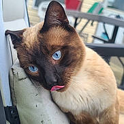 Spooky joined the competition — help win amazing prizes! cat, siamese_cat, pet, blue_eyes, pink_tongue, close_up, portrait, fur, whiskers, pointed_ears, brown_fur, cream_fur, indoor_outdoor, balcony, chair, outdoor, daylight, blurred_background, cute, licking