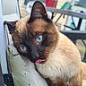 cat, siamese_cat, pet, blue_eyes, pink_tongue, close_up, portrait, fur, whiskers, pointed_ears, brown_fur, cream_fur, indoor_outdoor, balcony, chair, outdoor, daylight, blurred_background, cute, licking