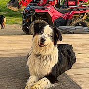Mischief is registered to the contest to win money with this photo: dog, border_collie, black_and_white, sitting, outdoor, deck, wooden_deck, yellow_bowl, red_tractor, utility_vehicle, atv, camper, forest, trees, grass, rural, farm, pet, floppy_ears, long_fur