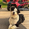 dog, border_collie, black_and_white, sitting, outdoor, deck, wooden_deck, yellow_bowl, red_tractor, utility_vehicle, atv, camper, forest, trees, grass, rural, farm, pet, floppy_ears, long_fur